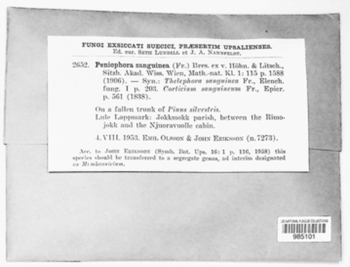 Phanerochaete sanguinea image